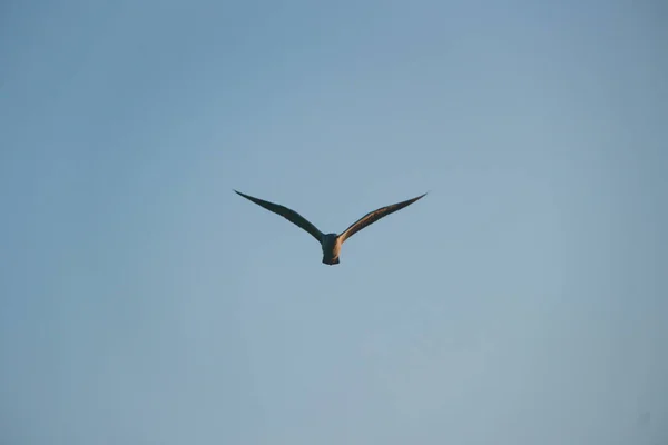 Larus akşamları denizin üzerinde uçuyor.