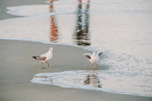Larus akşamları deniz kenarında yürüyor.