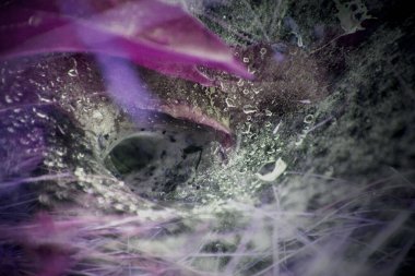 Ormandaki güzel örümcek ağı