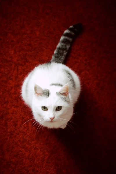 Aç kedi yerde oturuyor ve yemek istiyor.