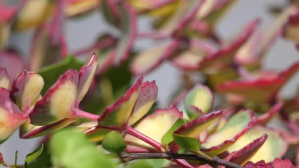 色泽浓郁 黄色的观赏植物 — 图库视频影像
