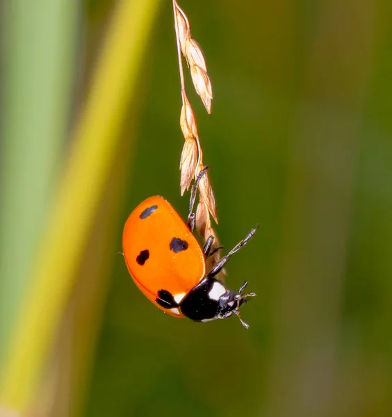 Ladybug Hang Grass Hook Eat Grass Seed — Stock Photo, Image