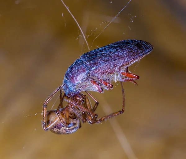 Pająk Karmienia Schwytanych Chrząszcz Owinięte Spider Silk — Zdjęcie stockowe