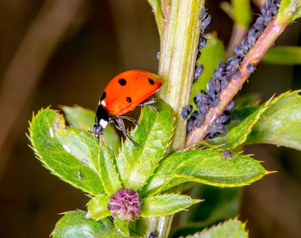 Harlequin Ladybird Coccinellidae Adult Eating Aphid Predatory Beetle Family Coccinellidae — Stock Photo, Image