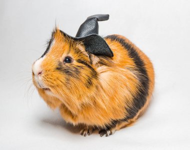 Eskiden şiling şimdi domuz için beyaz arka plan üzerinde Halloween cadı şapkalı