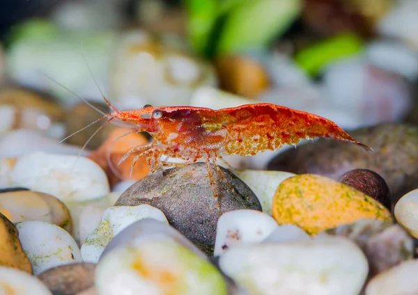 Cherry shrimp (Neocaridina heteropoda) in a freshwater aquarium