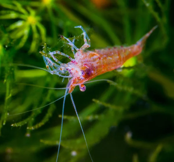 Cherry shrimp (Neocaridina heteropoda) in a freshwater aquarium