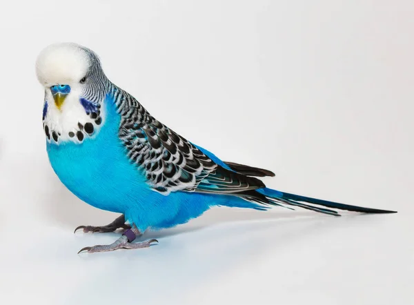 Niebieskie Faliste Papuga Białym Tle Białym Tle — Zdjęcie stockowe