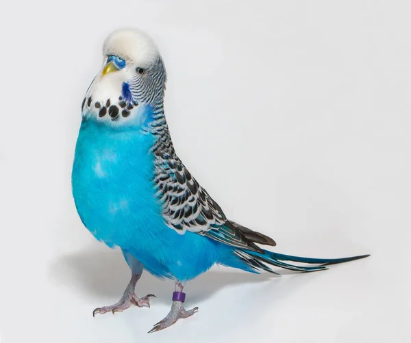 Blauwe Golvende Papegaai Witte Achtergrond Geïsoleerd Rechtenvrije Stockafbeeldingen