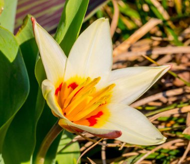 Açık beyaz lale yakın çekim tomurcuk