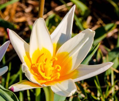 Açık beyaz lale yakın çekim tomurcuk