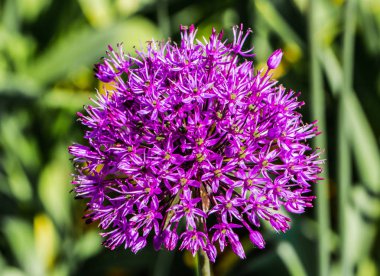 Çiçek açan soğan bahar bahçesinde bir dev 