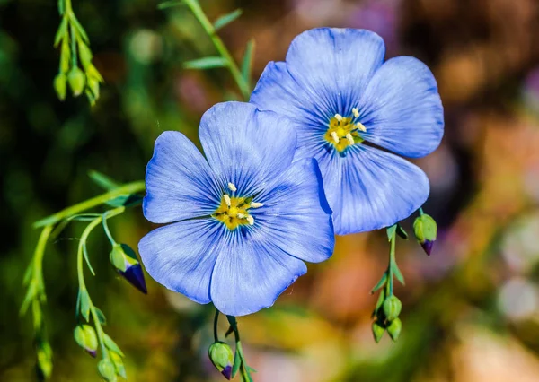 Flor de lino azul en el jardín de primavera — Foto de Stock