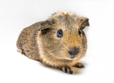 Beyaz arka planda bebek kobay