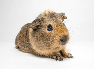 Beyaz arka planda bebek kobay