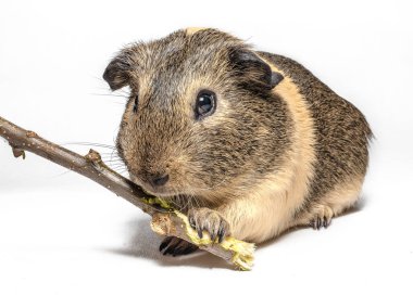 Gine domuzu beyaz arka planda bir çubuk kemiriyor