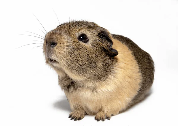 Brown Guinea Pig White Background — Stock Photo, Image