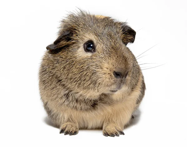 Brown Guinea Pig White Background — Stock Photo, Image