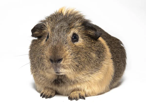 Brown Guinea Pig White Background — Stock Photo, Image