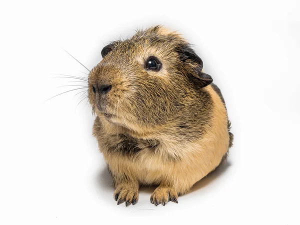 Brown Guinea Pig White Background — Stock Photo, Image