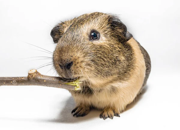 Guinea Pig Nibbles Stick White Background — Stock Photo, Image