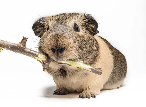 Guinea Pig Nibbles Stick White Background — Stock Photo, Image