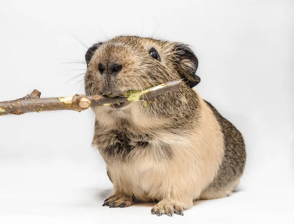 Guinea Pig Nibbles Stick White Background — Stock Photo, Image