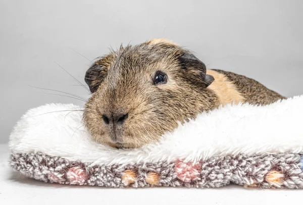Guinea Pig Napping Warm Bed — Stock Photo, Image