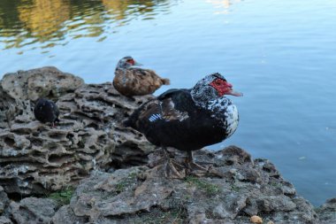 Indo-ördek buzlu Park göller oturan.