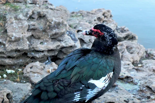                                Indo-ördek buzlu Park göller oturan.