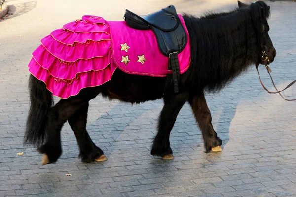 オデッサの街の路上の馬 — ストック写真
