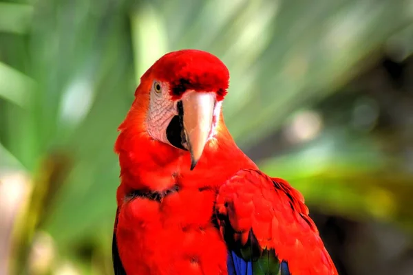 Precioso Loro Rojo Mirando Cámara — Foto de Stock