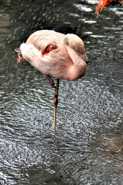 Lindo Flamingo Uma Perna — Fotografia de Stock