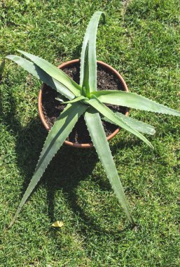 Yeşil çimenlerin üzerinde bir tencerede Aloe vera. Güneşli gün