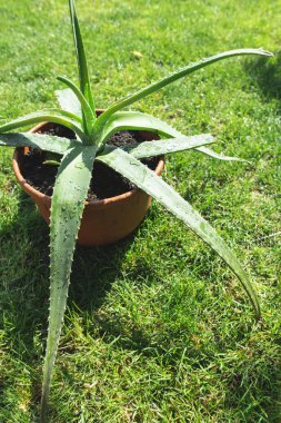 Yeşil çimenlerin üzerinde bir tencerede Aloe vera. Güneşli gün