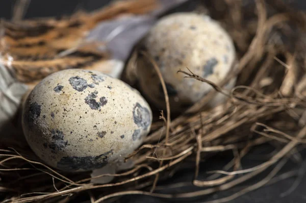 Bird and eggs in a nest on dark background. Easter concept. New life conception.