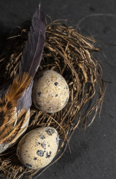 Bird and eggs in a nest on dark background. Easter concept. New life conception.