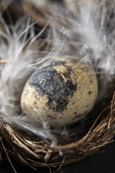 Eieren Nest Witte Veren Pasen Concept Met Kleine Eieren Donkere — Stockfoto