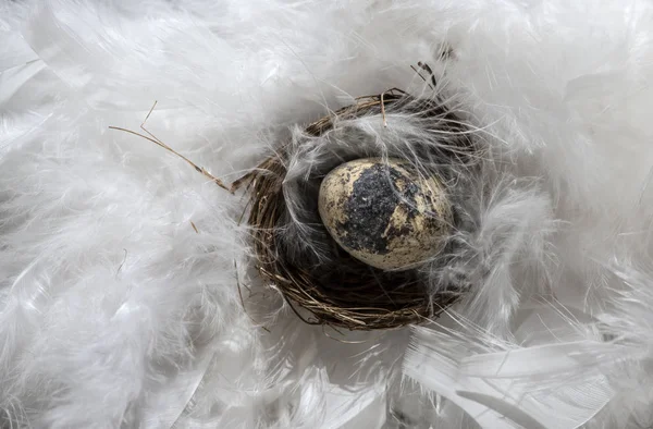 羽の背景に小さな茶色の卵 卵には ウサギの形をしたイースターの概念 — ストック写真