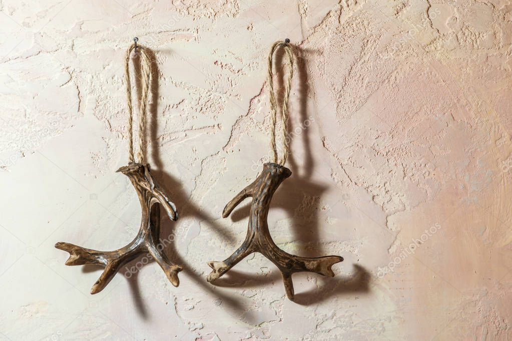 Deer horns attached to a wall. Hooked antlers. Natural light from window. Wild nature and christmas concept.