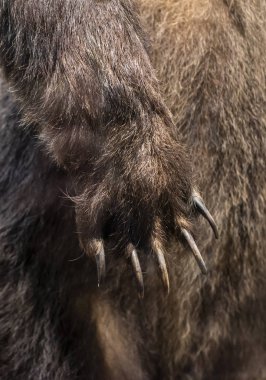 Büyük boz ayı yakın çekim pençe. Çivi ayı ve arka plan üzerinde kürk.