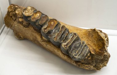 Diş antik bir hayvan. Mamut dişleri ile kemik. Beyaz arka plan