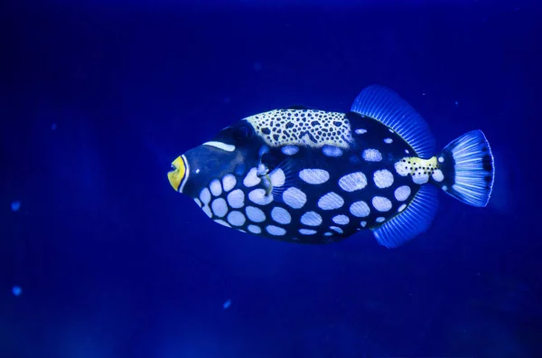 Aquarium Fish Piedras Submarinas Arena Pescado Azul Burbujas Aire Fondo — Foto de Stock