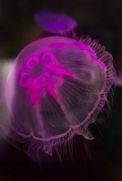 Medusas Rosadas Bajo Agua Fondo Oscuro Luz — Foto de Stock