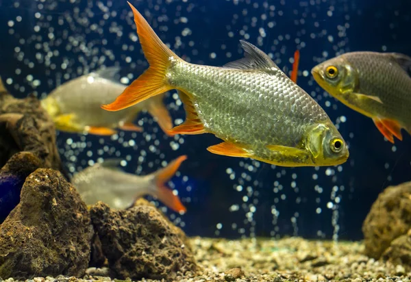 Aquarium Fish. Underwater Stones and sand. Fishes and air bubbles on the background. Underwater life.