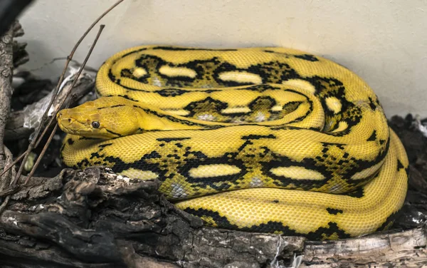 Serpiente Con Dibujos Amarillos Negros Serpiente Suelo — Foto de Stock