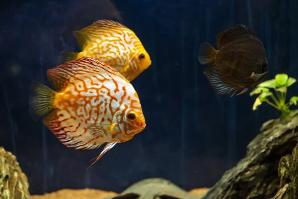 Aquarium Fish Piedras Submarinas Arena Peces Burbujas Aire Fondo Vida —  Fotos de Stock