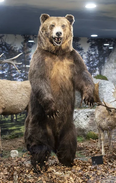 Brown grizzly bear standing on two legs in the forest. A roaring bear with an open mouth. Showcase in ecological park.