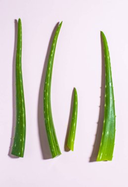 Aloe vera, pembe arka plan parçalar bırakır. Tezat zemin ve aloe dağınık yaprak dilimleri. Sağlık ve güzellik kavramı. 