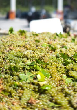 Traktör römorkunda üzüm. Beyaz üzümleri kapatın. Üzüm hasatı 